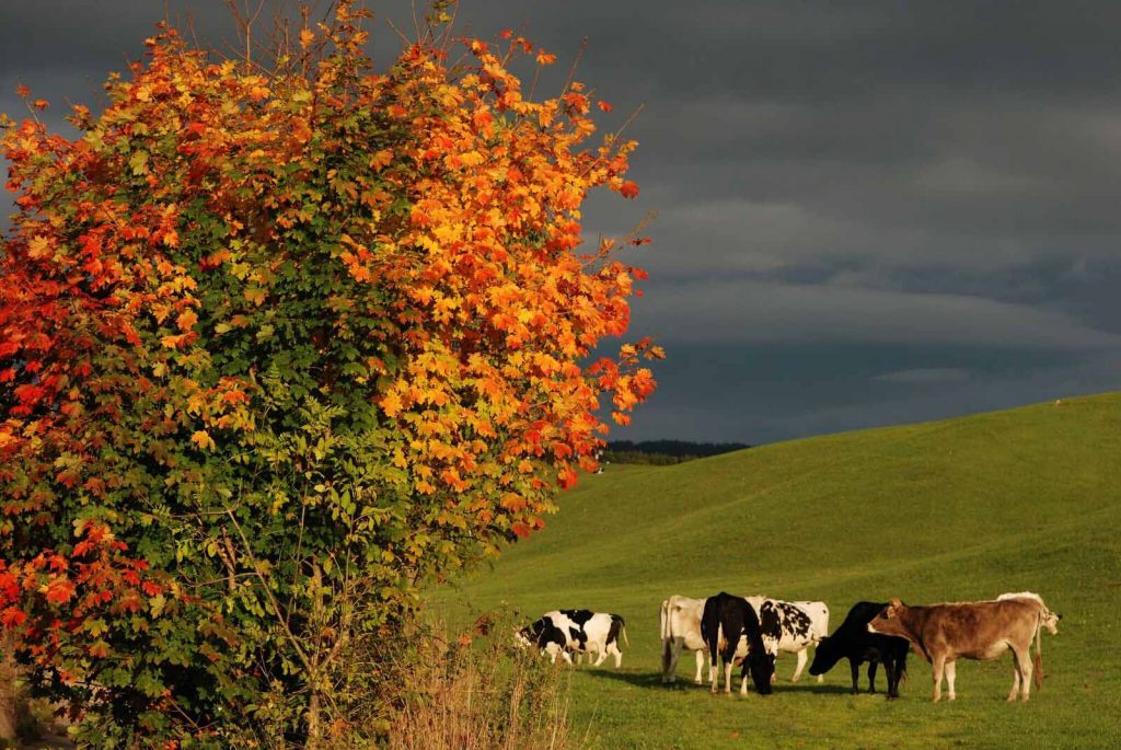 Ad Asiago in autunno