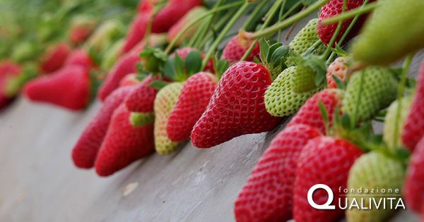 social-fragola-della-basilicata-igp